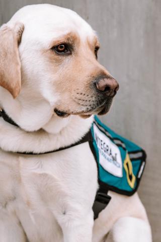 A Labrador sits and wears the Integra Dogs Australia vest